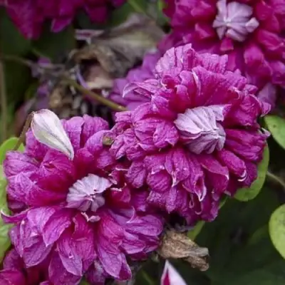 Клематис ПУРПУРЕА ПЛЕНА ЭЛЕГАНС в Кобрине