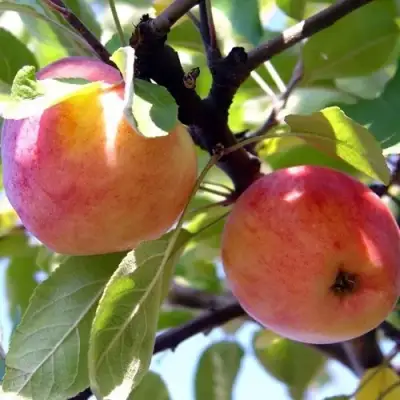 Яблоня АБРИКОСОВАЯ в Кобрине