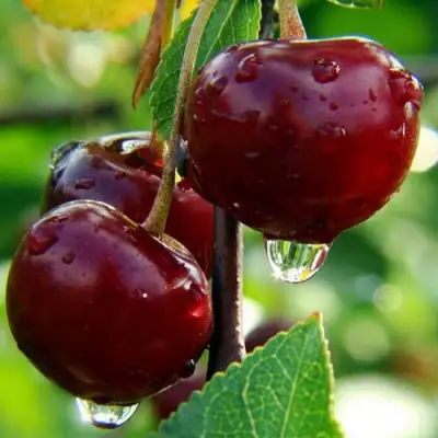 Вишня ЛАСУХА в Кобрине