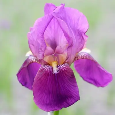 Ирис ИМПЕРАТОР бородатый в Кобрине