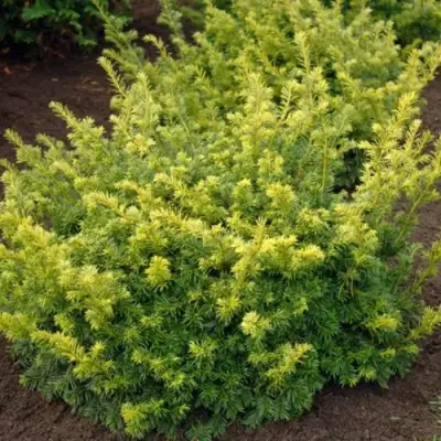 Тис ЭЛЕГАНТИССИМА ягодный в Кобрине