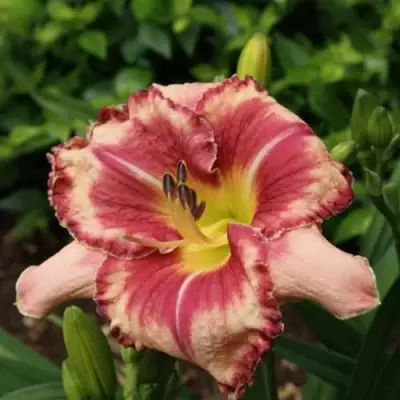 Лилейник АУТСТАНДИНГ гибридный в Кобрине