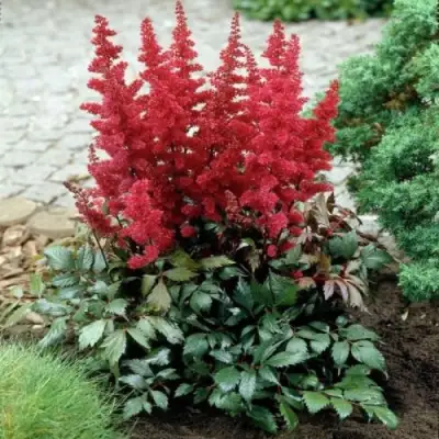 Астильба МОНТГОМЕРИ японская в Кобрине