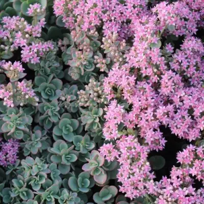 Очиток (седум) САНСПАРКЛЕР ЛАЙМ ЗИНГЕР в Кобрине