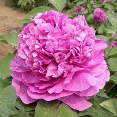 Пион ОРНАМЕНТ древовидный в Кобрине