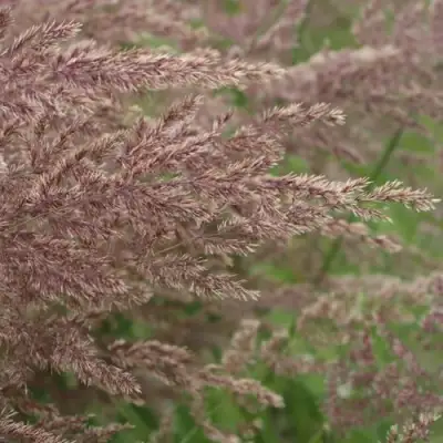 Вейник КАРЛ ФОРСТЕР остроцветковый в Кобрине