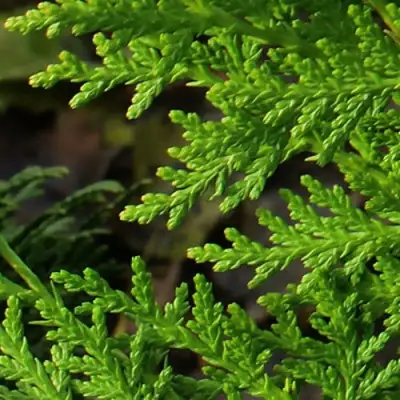 Туя восточная в Кобрине