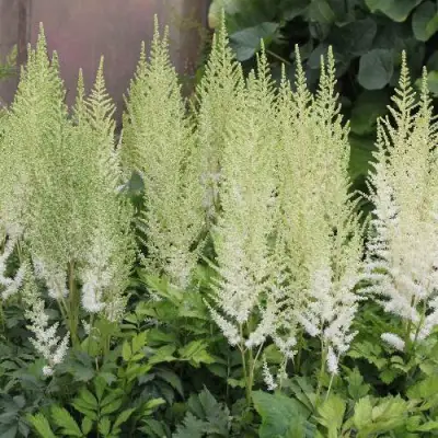 Астильба ДИАМАНТ Арендса в Кобрине