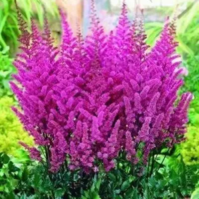 Астильба ПЕПЛ РЕЙН гибридная в Кобрине