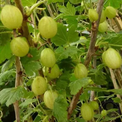 Крыжовник ИНВИКТА в Кобрине