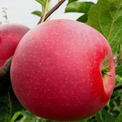 Яблоня АЙДАРЕД в Кобрине