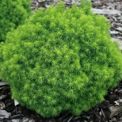 Ель АЛЬБЕРТА ГЛОБ сизая в Кобрине