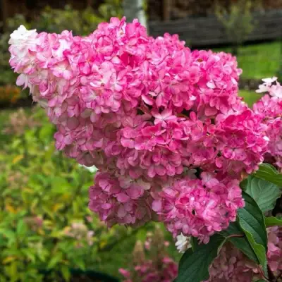 гортензия мега минди