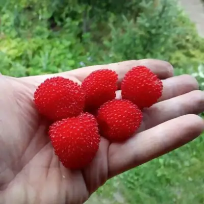 Малина ТИБЕТСКАЯ (РОЗОЛИСТНАЯ) в Кобрине