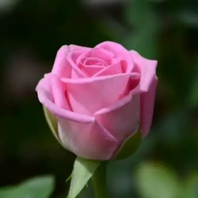 Роза АКВА чайно-гибридная в Кобрине