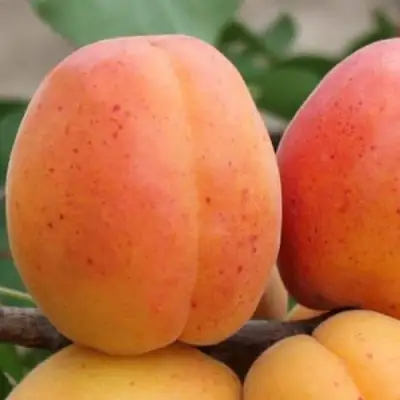 Абрикос ОЛИМП в Кобрине