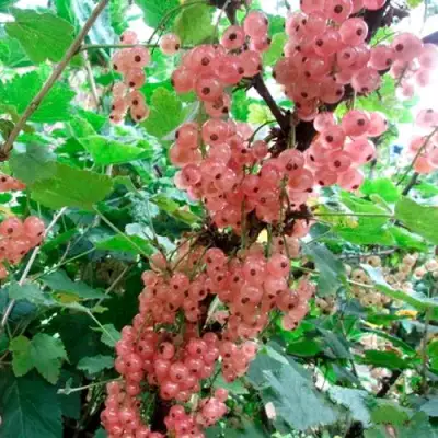 Смородина белая ПРЫГАЖУНЯ (РОЗОВАЯ) в Кобрине