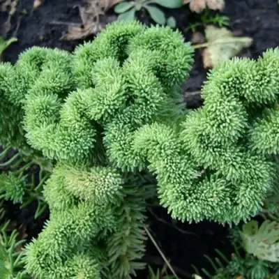 Очиток (седум) КРИСТАТУМ отогнутый в Кобрине