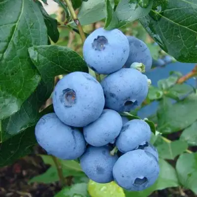 Голубика ТОРО в Кобрине