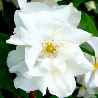 Жасмин РОЗАЦЕ в Кобрине