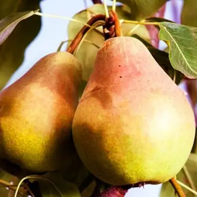 Груша СЛАДКАЯ ИЗ МЛИЕВА в Кобрине