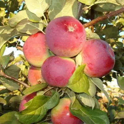 Яблоня ОРЛИК в Кобрине