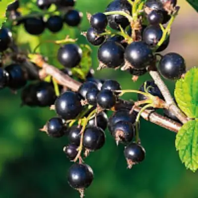 Смородина чёрная ЦЕРЕРА в Кобрине