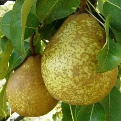 Груша ГЕНЕРАЛ ЛЕКЛЕРК в Кобрине