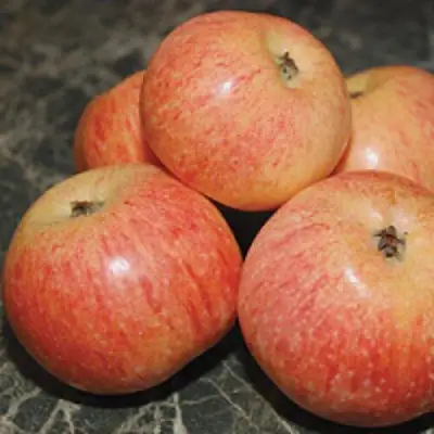 Яблоня КОНФЕТНОЕ в Кобрине