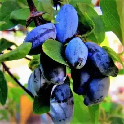 Жимолость съедобная БЛУ ТРЕЖЭ (ГОЛУБОЕ СОКРОВИЩЕ) в Кобрине