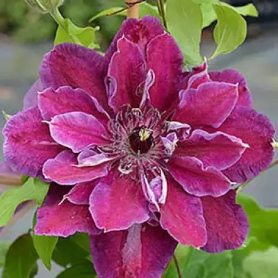 Клематис МАЙ БЬЮТИ в Кобрине