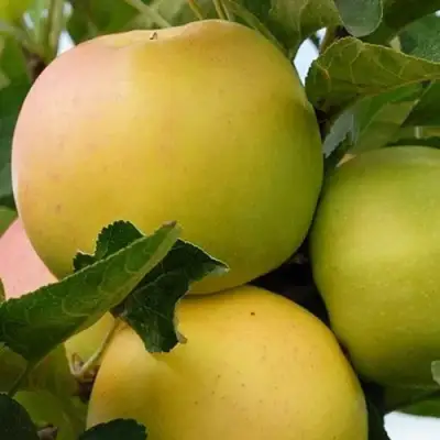 Яблоня БАНАНОВОЕ в Кобрине