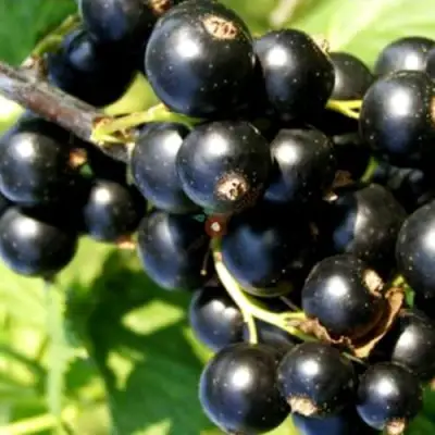 Смородина чёрная ДЕЛИКАТЕСНАЯ в Кобрине