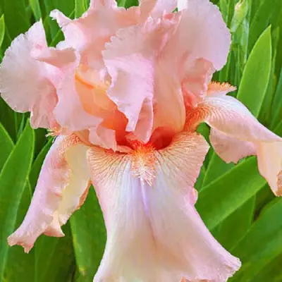 Ирис ПАТИ ДРЕСС бородатый в Кобрине