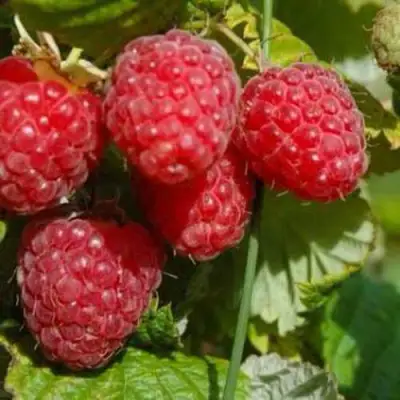 Малина ПРИМАРА в Кобрине