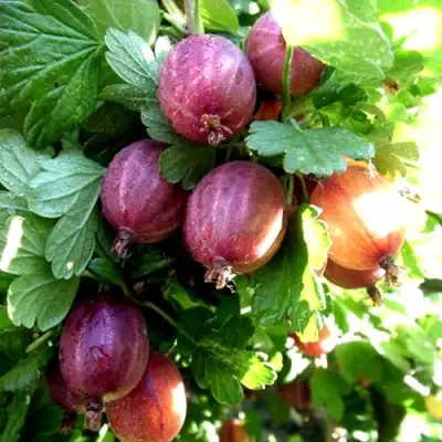 Крыжовник СЕРЕНАДА в Кобрине