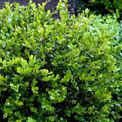 Самшит ФОЛКНЕР в Кобрине