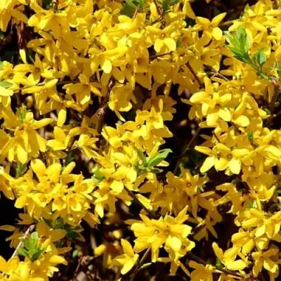 Форзиция ЛЕДНОГОРА промежуточная в Кобрине