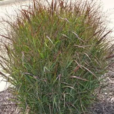 Просо ШЕНАНДО прутьевидное в Кобрине