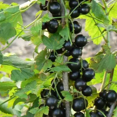 Смородина чёрная ДАБРАДЗЕЯ в Кобрине