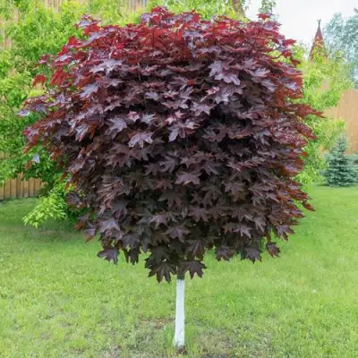 Клен красный в Кобрине