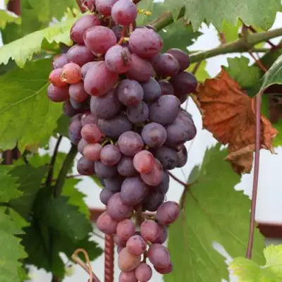 Виноград КИШМИШ ЗАПОРОЖСКИЙ в Кобрине