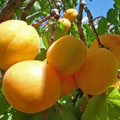 Абрикос ЖИГУЛЕВСКИЙ СУВЕНИР в Кобрине