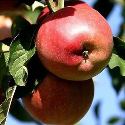 Яблоня АНТЕЙ КИЕВСКИЙ колонновидная в Кобрине