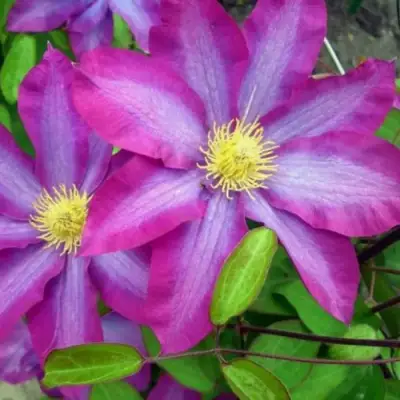 Клематис КАКИО в Кобрине