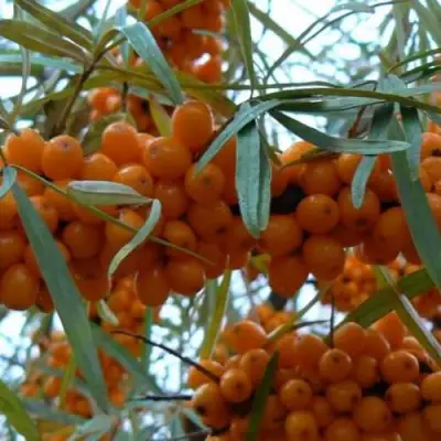 Облепиха БОТАНИЧЕСКАЯ в Кобрине