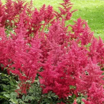 Астильба СКАЙСКРЕЙПЕР китайская в Кобрине