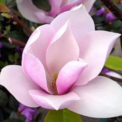 Магнолия АЛЕКСАНДРИНА  в Кобрине