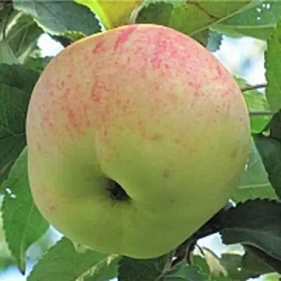 Яблоня ЛЕТНЕЕ СЛАДКОЕ в Кобрине