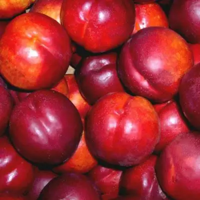 Нектарин МЕДВЕДЕВСКИЙ в Кобрине